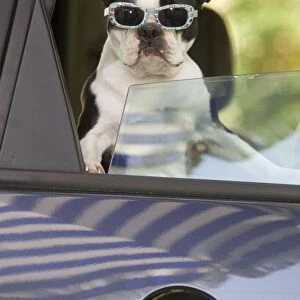 Dog - Boston Terrier wearing sunglasses looking out of car window