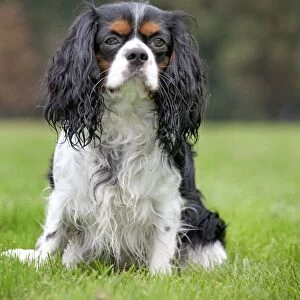 Dog - Cavalier King Charles Spaniel