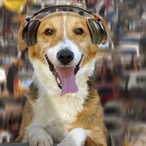 Dog - DJ - captionable