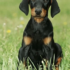 Dog - Doberman puppy, with long ears