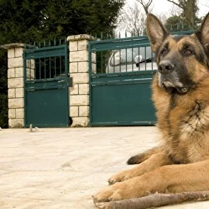 Dog - German Shepherd / Alsatian - lying outstide gates