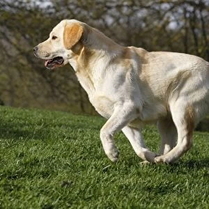 Dog - Labrador in garden
