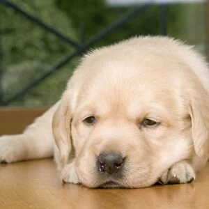 Dog - Labrador puppy