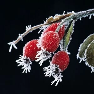 Dog Rose - Rose Hips covered in frost in winter
