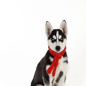 DOG. Siberian husky sitting wearing red scarf