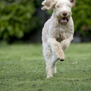 DOG - Spinone - running through garden