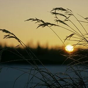 Dry grasses in sunrise over frozen river Hudosey, a tributary of river Taz, and taiga-forest; above the Polar Circle - in winter sunset goes straight into sunset; midwinter; North Tumen region, Siberia, Russia Tz30. 0226