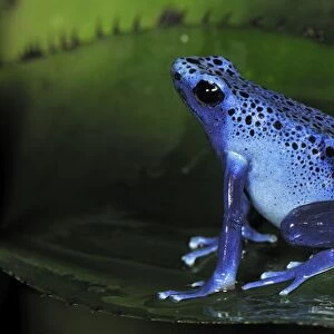 Dyeing Poison Dart Frog Blue Poison Dart Frog - Surinam