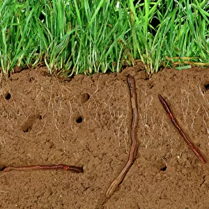 Earthworms - Soil cross-section showing worms in tunnnels and aeration and grass roots JPF12192