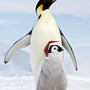 Emperor Penguin - Adult with young wearing Christmas hat Snow hill island Antarctica