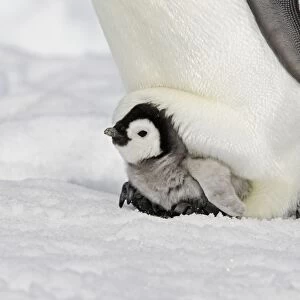 Emperor Penguin - With chick. Snow hill island. Antarctica