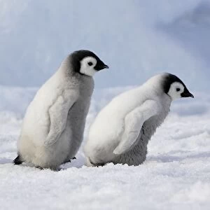Emperor Penguins. 2 young ones walking in a line. Snow hill island Antarctica