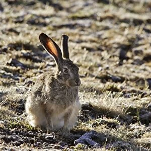 Ethiopian Hare. Bale Mountains - Ethiopia - Africa Lepus fagani