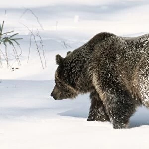 European Brown Bear Adult in snow