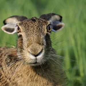 European hare - close-up with ears back