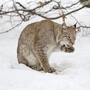 European Lynx - licking its paws, in snow, Lower Saxony, Germany