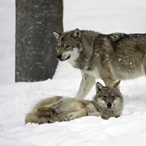European Wolf - 2 animals resting in snow, winter Bavaria, Germany