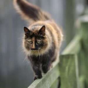 Farm Cat - Walking on fence