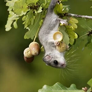 Fat / Edible Dormouse - in oak tree (quercus robur) feeding on acorns