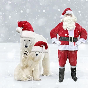 Father Christmas / Santa Claus at the North Pole with Polar Bears in Christmas hats