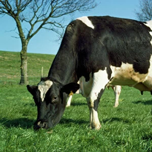 Friesian Cattle - diary cow grazing