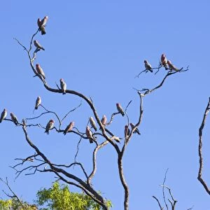 Galah - flock of Galahs sitting on a dead gum tree at near sunset - Northern Territory, Australia