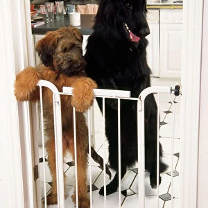 German Shepherd Dog - & Briard puppy standing at gate