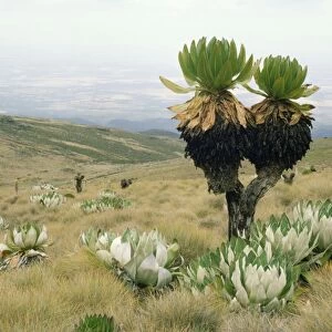 Giant Groundsel - at 13000 ft, when leaves die they do not fall off, instead they insulate the stem from the freezing temperatures at altitude. Mt Kenya, Africa