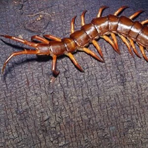 Giant Vietnamese Centipede Tropical Southeast Asia