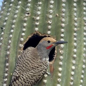 Gilded Flicker (Colaptes chrysoides) at Nest in Saguaro Cactus - Sonoran Desert - Arizona - These woodpeckers are permanent residents that are found in all desert habitats - Makes holes in saguaro cactus for nests which are later used by other birds