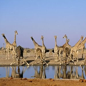 Giraffe - herd at waterhole Etosha National Park, Namibia, Africa
