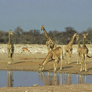 Giraffes - At Waterhole - Etosha National Park, Namibia, Africa MA001154