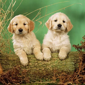 Golden Retriever Dog - x2 puppies, with paws on log
