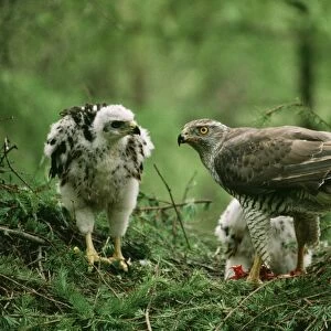 Goshawk - at nest feeding chicks