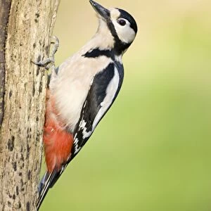 Great Spotted Woodpecker Adult male on a rotton dead wood stump showing saturated red vent. Cleveland, UK