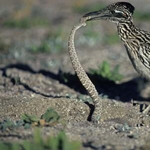 Greater Roadrunner - Catching rattlesnake Arizona, USA - Seldom flies, eats lizards-snakes and insects