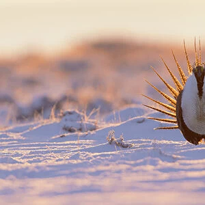 Greater sage-grouse, courtship display