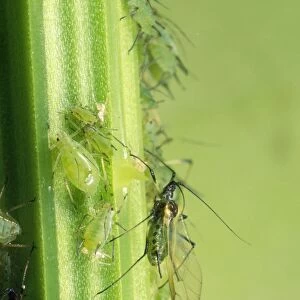 Greenfly Aphids - on plant stem - UK