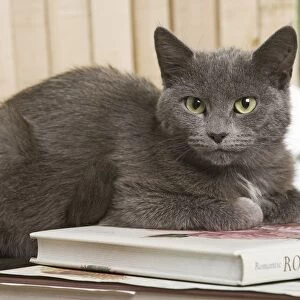 Grey Cat - lying on book