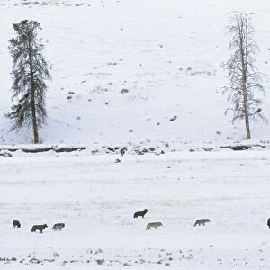 Grey Wolves with American Bison (Bison bison) herd - in snow. Wyoming, Yellowstone National Park, USA Mw2585