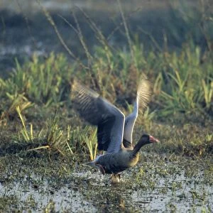 Greylag Geese - taking-off, Keoladeo National Park, Bharatpur, India