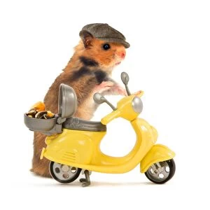Hamster in hat and about to ride miniature moped bike