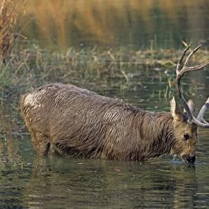 Hard-ground Swamp Deer drinking from a pond Kanha National Park India