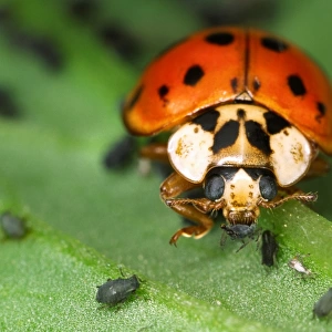 Harlequin Ladybird - Feeding on Aphids Out-competes native British ladybirds for food Location: Laboratory culture, UK