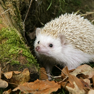 Hedgehog " blonde "