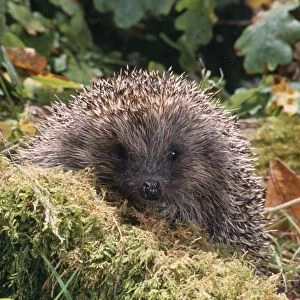 Hedgehog - foraging outside