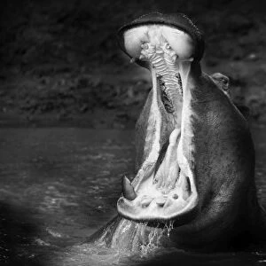 Hippopotamus - mouth open. Maasai Mara - Kenya. Black & White