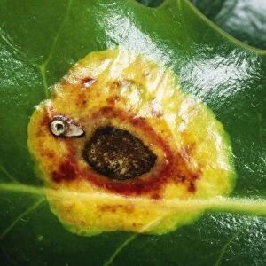 Holly Leaf Miner Scar on Hooly leaf, UK Fam: Agromyzidae