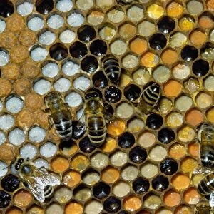 Honey Bees - on comb - showing brood cells & pollen store