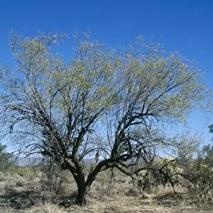 Honey Mesquite Tree South West USA into Mexico